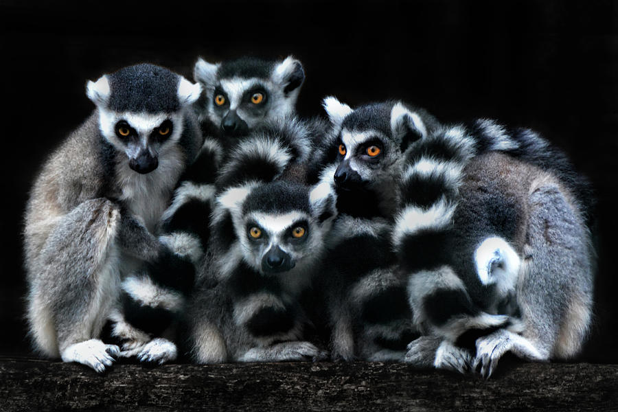 The Catta Gang Photograph by Joachim G Pinkawa