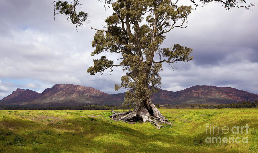 The Cazneaux Tree Photograph by Bill Robinson