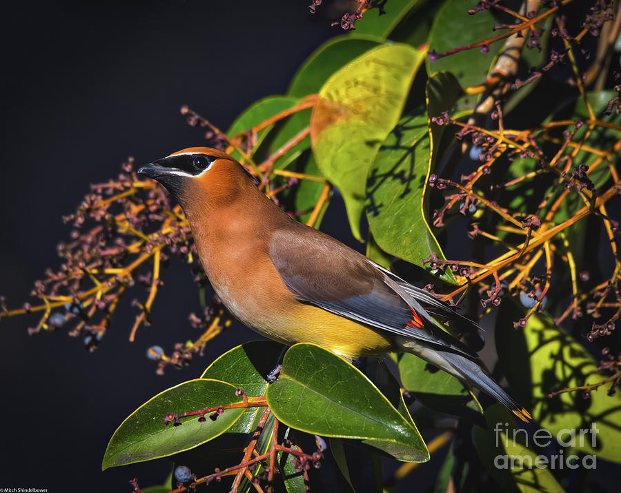 The Cedar Waxwing Photograph by Mitch Shindelbower