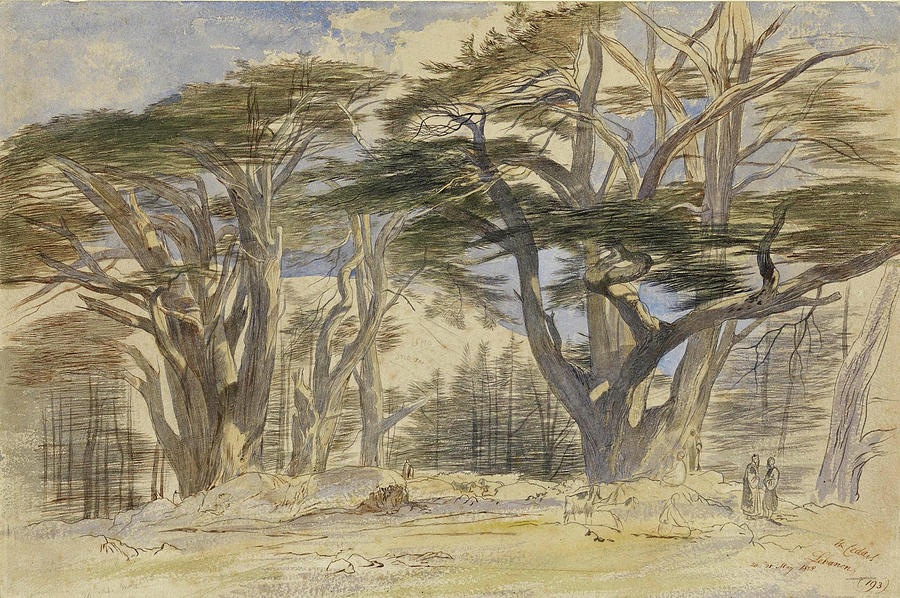 The Cedars of Lebanon Drawing by Edward Lear