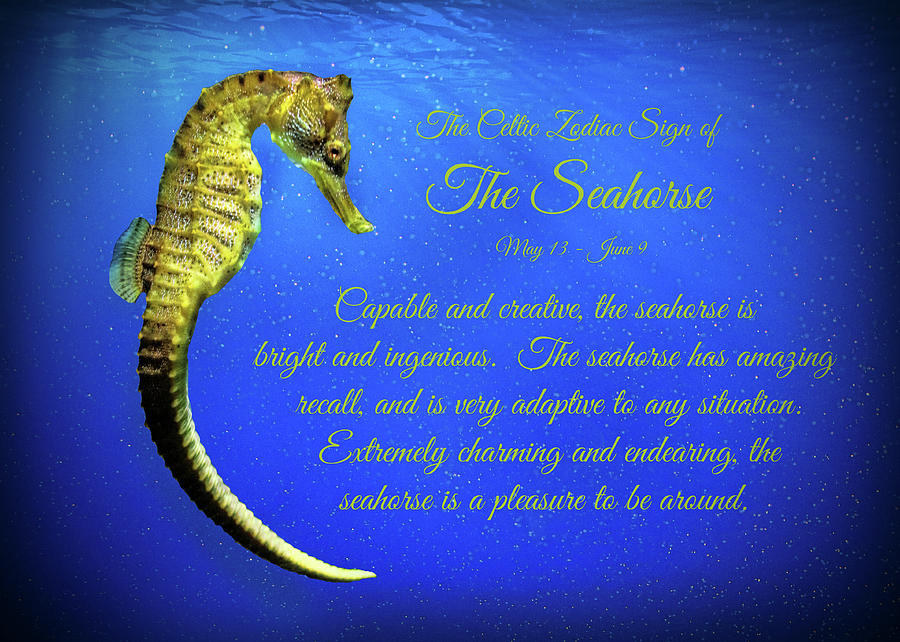 The Celtic Zodiac Sign of th Seahorse Photograph by Stephanie Laird