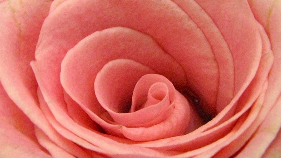 The Center of a Rose Photograph by Rhonda Barrett