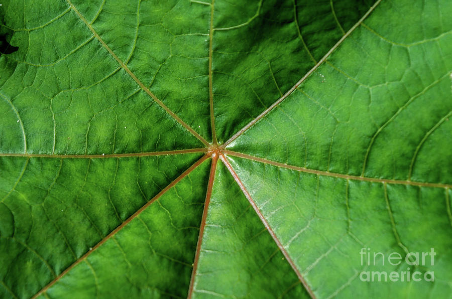 The Centre Of A Leaf Photograph by Michelle Meenawong