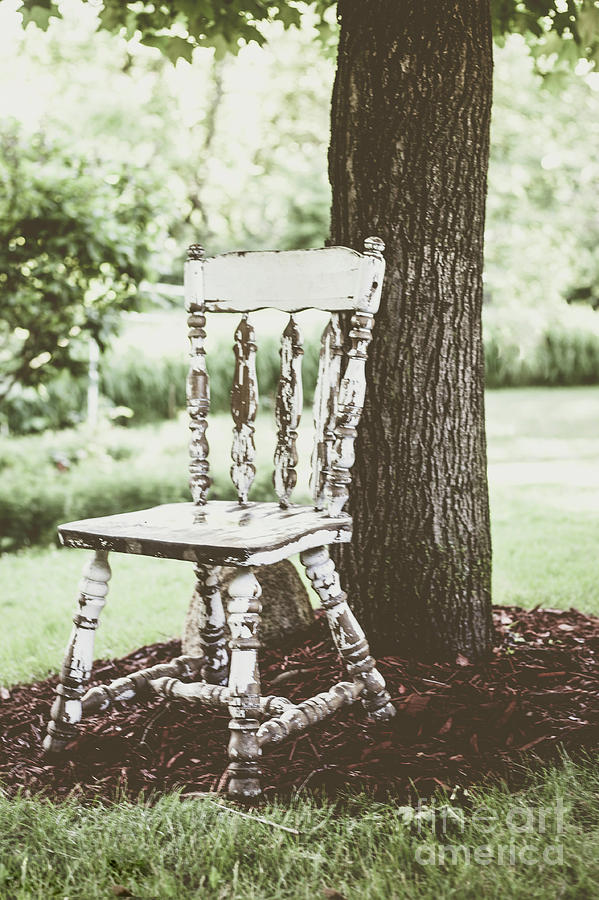 The Chair And The Tree Photograph