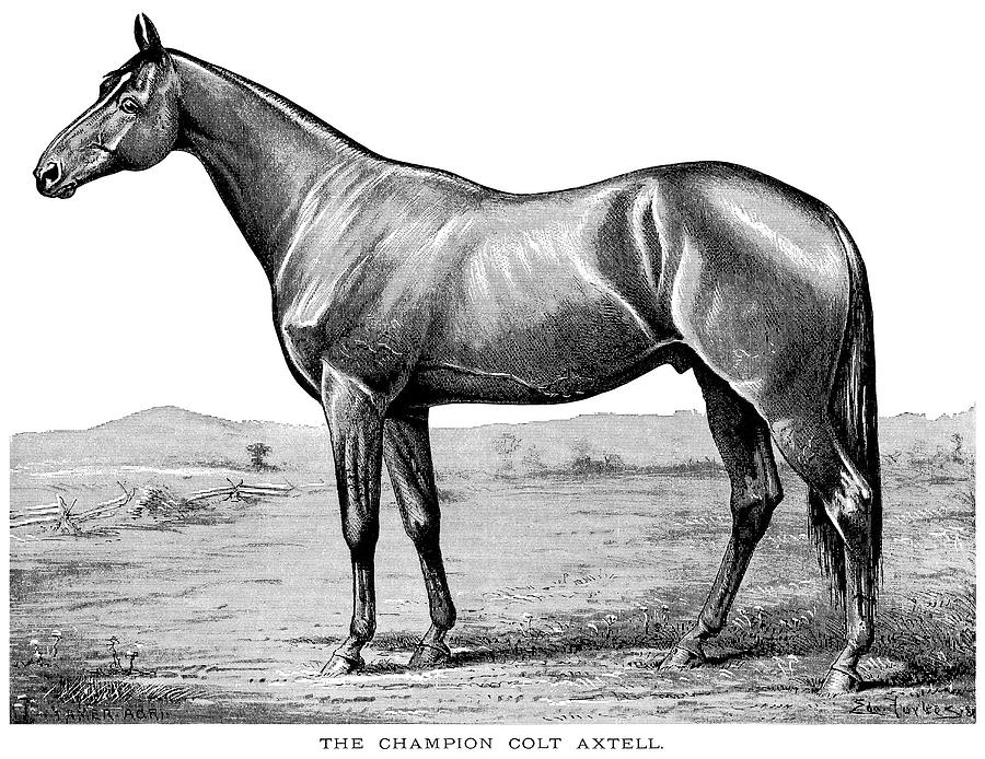 The Champion Colt Axtell Painting by Colt Axtell Fine Art America