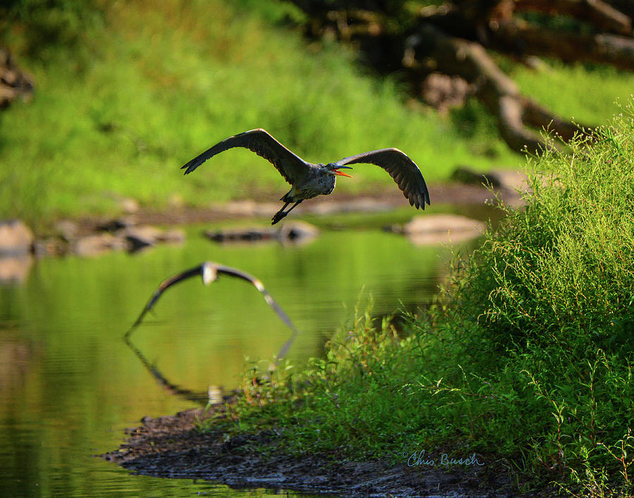 The Chase by Chris Busch The Chase by Chris Busch