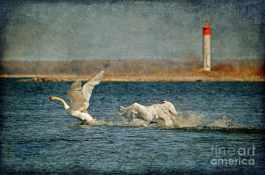 Swan Photograph - The Chase Is On by Lois Bryan