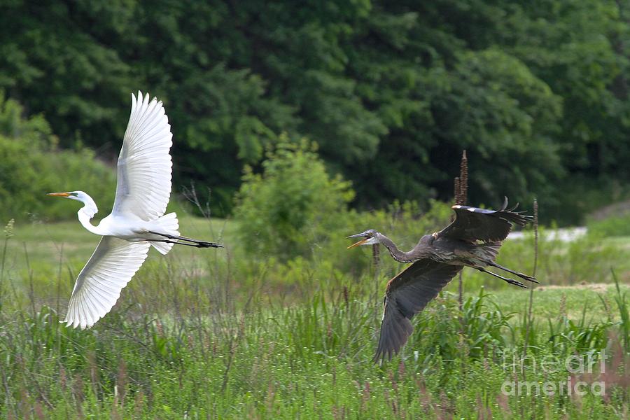 Nature Photograph - The Chase by Robin Erisman