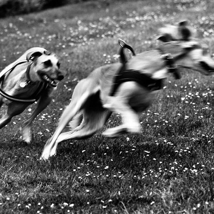 Lurcher Photograph - The Chasing Game. Ava Loves Being by John Edwards