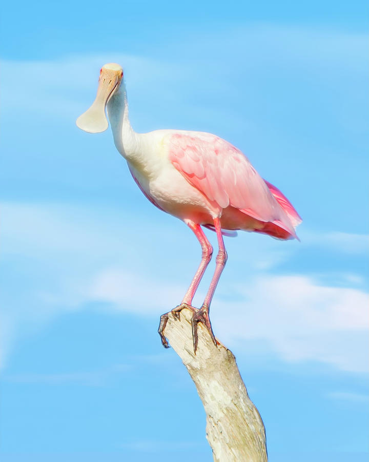The Cheerful Spoonbill Photograph by Mark Andrew Thomas