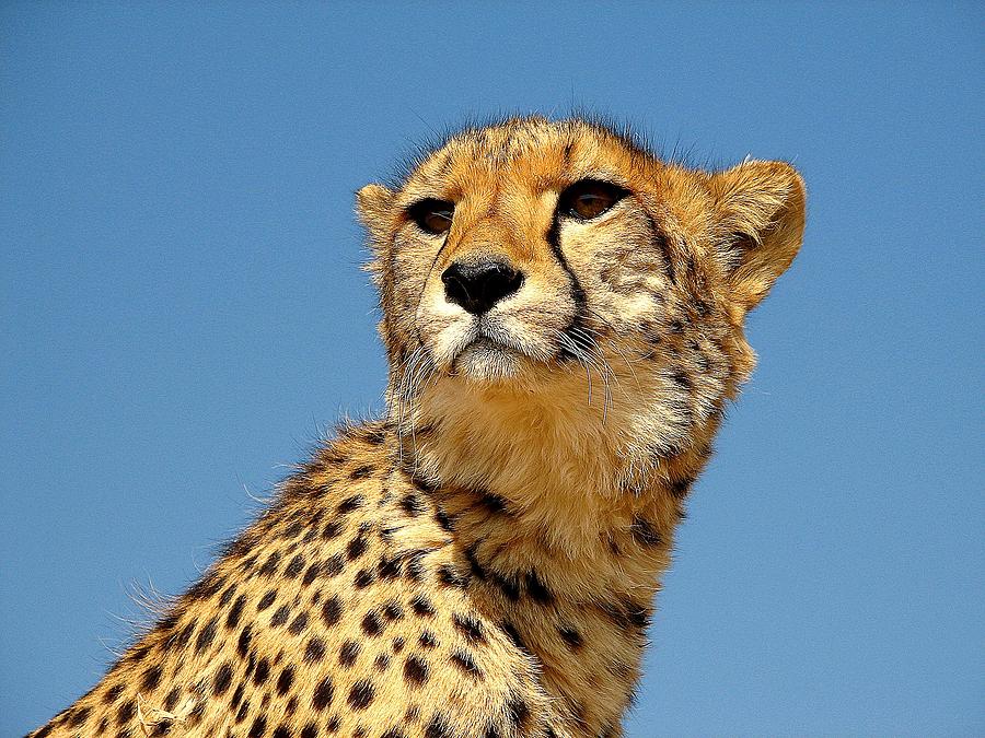 The Cheetah Photograph by Diane Height