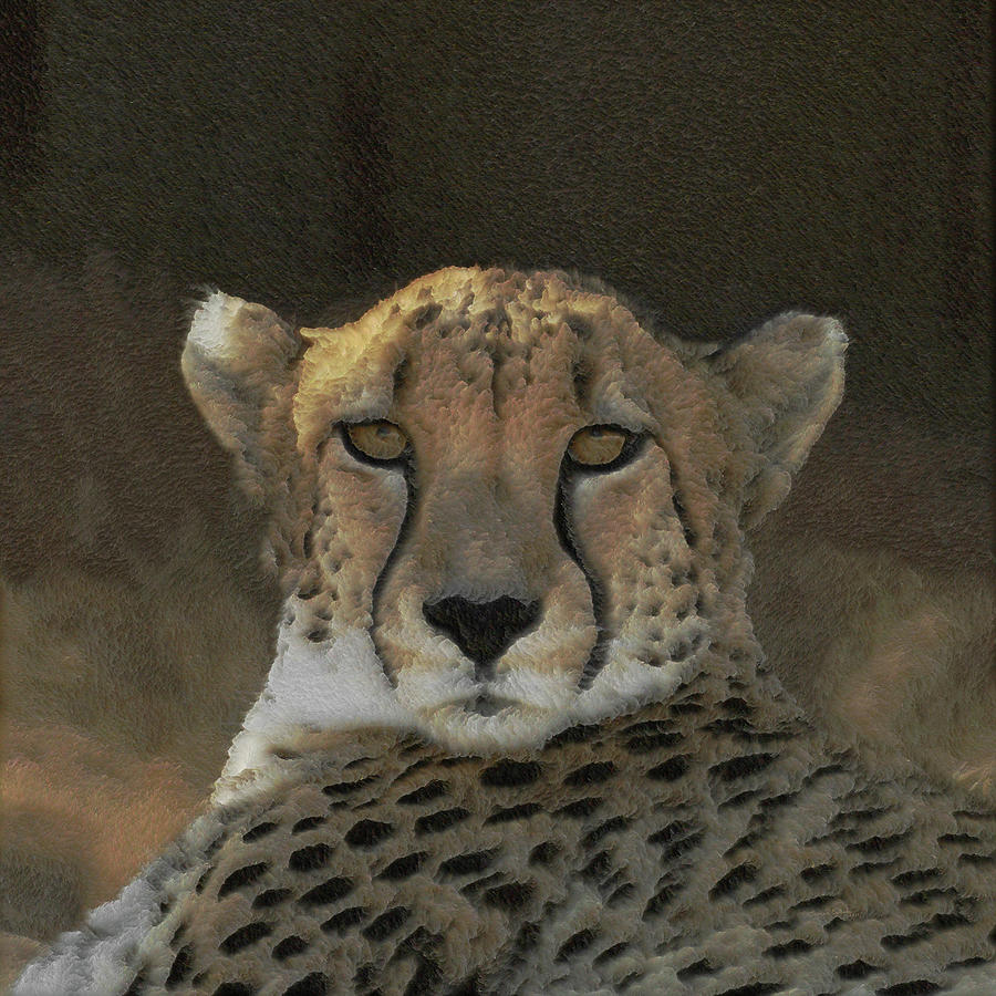 The Cheetah Photograph By Ernie Echols Fine Art America