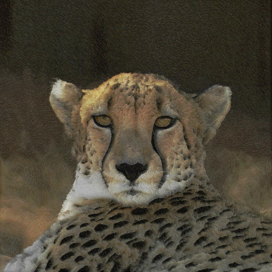 The Cheetah Photograph By Ernie Echols Fine Art America 8313