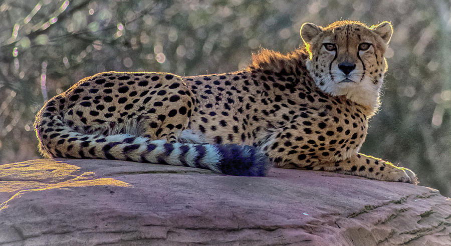 The Cheetah Photograph