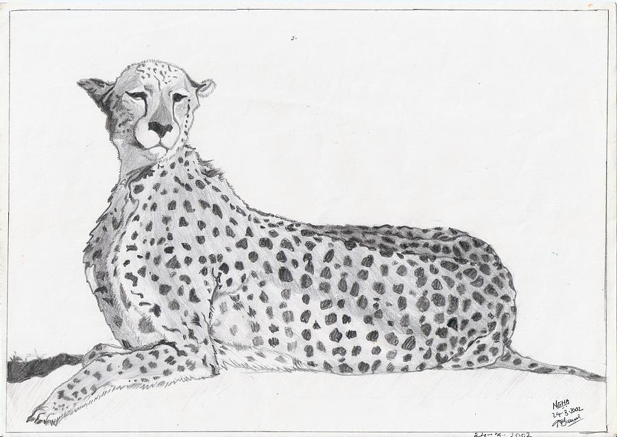 The Cheetah Drawing by Neha Jawale - Fine Art America