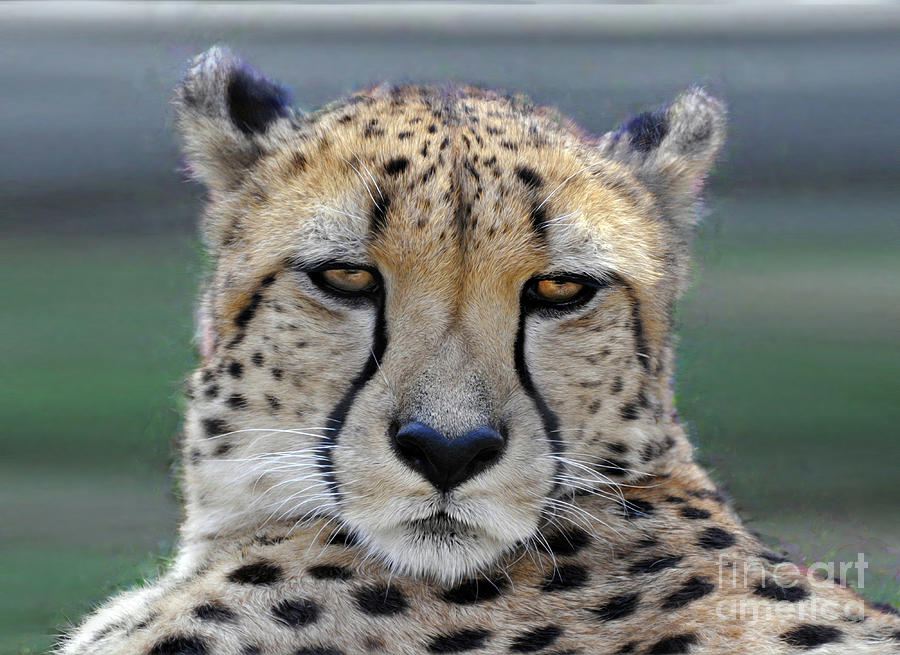 The Cheetah  Digital Art by Savannah Gibbs