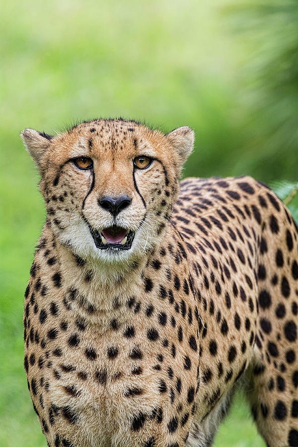 The Cheetah Stare  Photograph by Saija Lehtonen