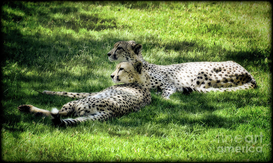 The Cheetahs Photograph by Saija Lehtonen