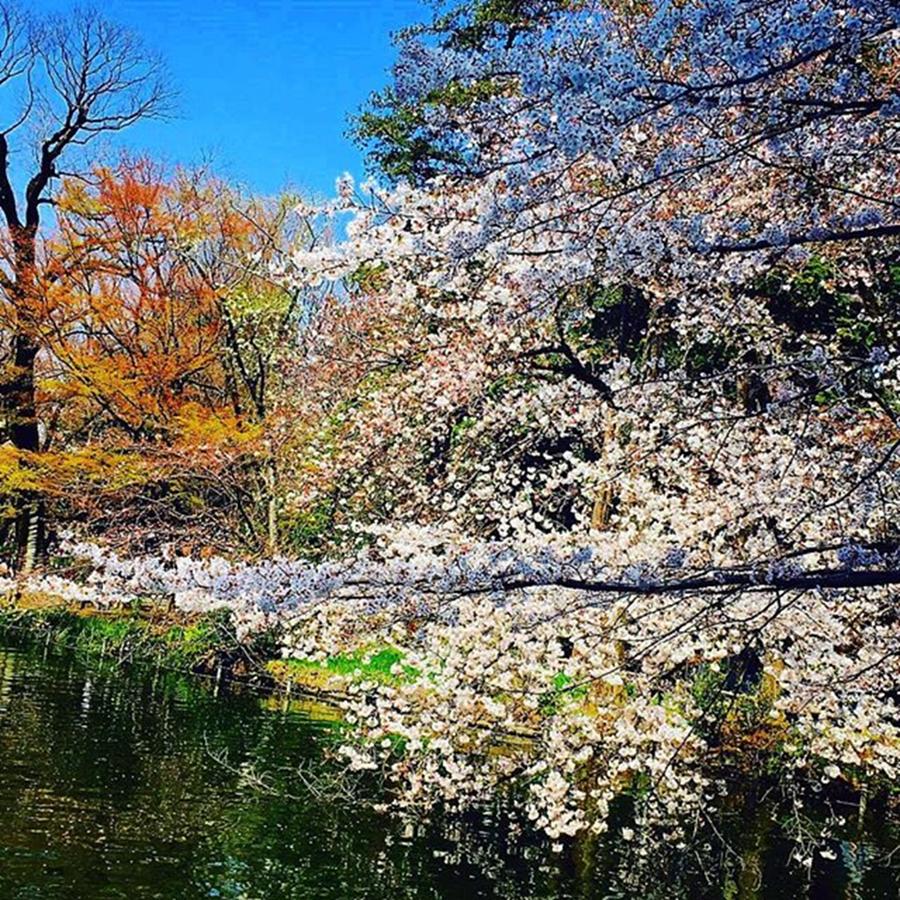 Beautiful Photograph - The Cherry Blossom Season Has Come In by Kato Motoki S