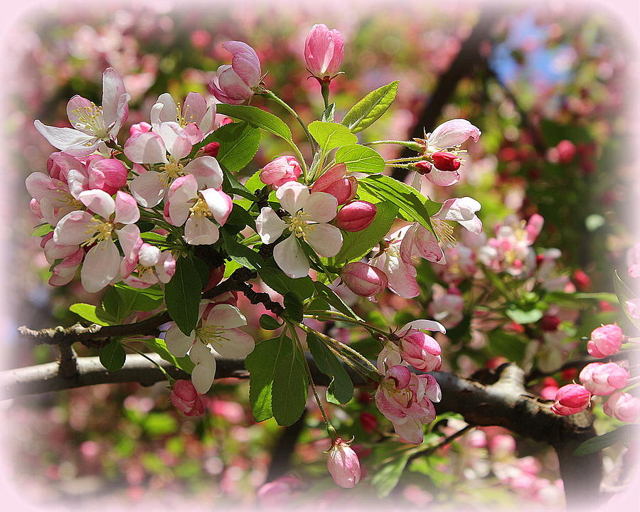 The Cherry Blossoms of Central Park Photograph by Dora Sofia Caputo