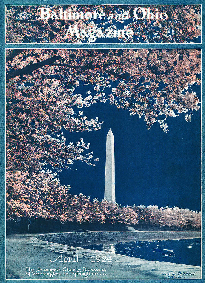 Washington D.c. Drawing - The Cherry Blossoms by Rideout