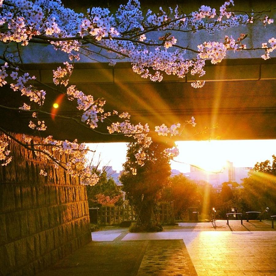 Sunset Photograph - The #cherry #blossoms Wiz #sunset They by Shizu Hagiwara