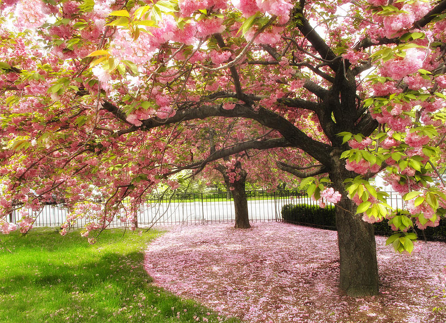The Cherry Tree Photograph by Jessica Jenney
