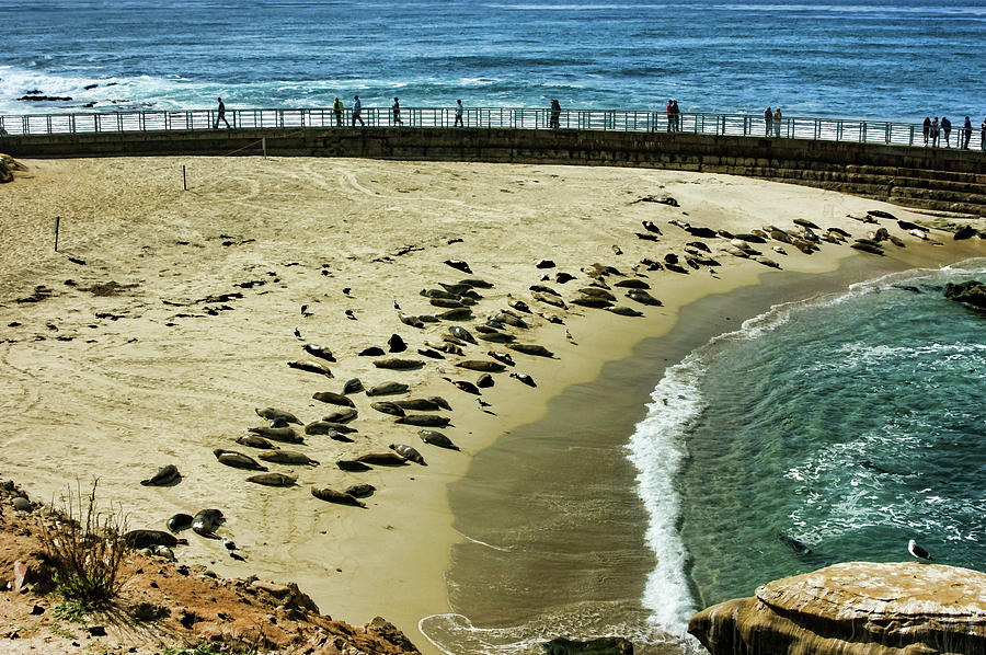 The Childrens Pool Beach Seals in La Jolla Cove California Painting by Georgia Mizuleva