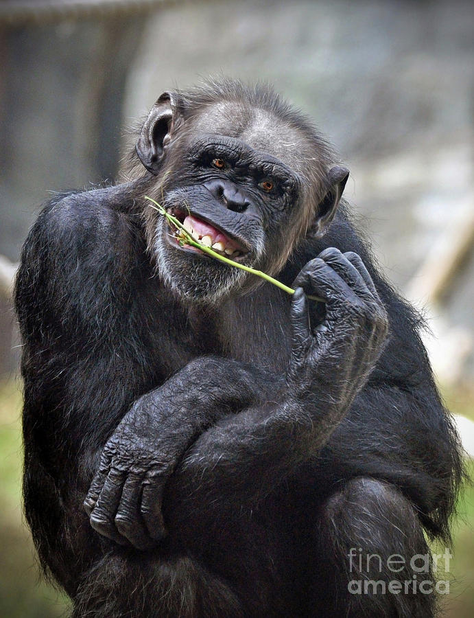 The Chimp Photograph by Savannah Gibbs