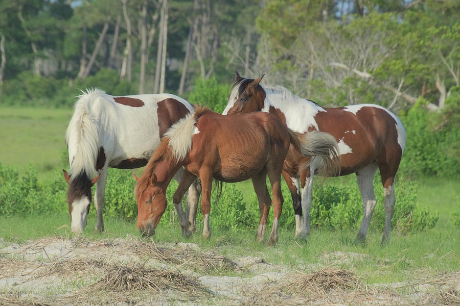 Nature Photograph - The Chincoteague Ponies by Allen Gray