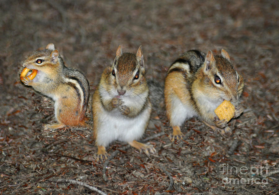 The Chipmunks Photograph by Wanda-Lynn Searles