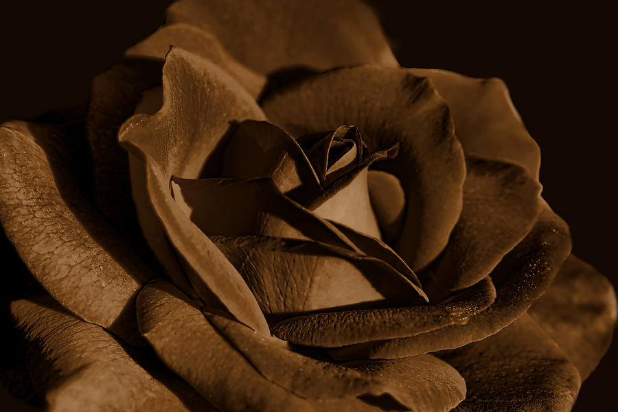 The Chocolate Brown Rose Flower Photograph by Jennie Marie Schell
