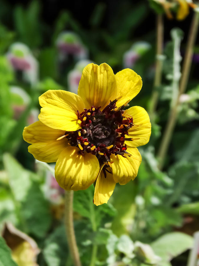 The Chocolate Flower Photograph by Cynthia Woods - Fine Art America