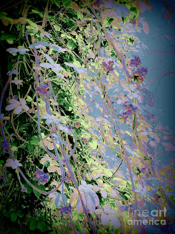 The Chocolate Vine as an Impressionist Photograph by Nancy Kane Chapman
