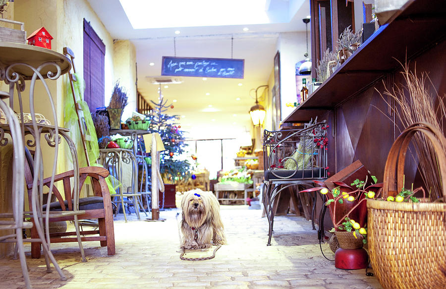 The Chocolaterie Dog, France Photograph by Jean Gill