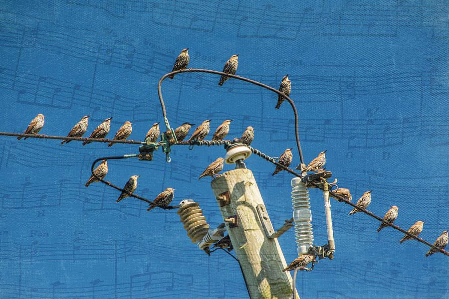 The Choir Photograph by Cathy Kovarik