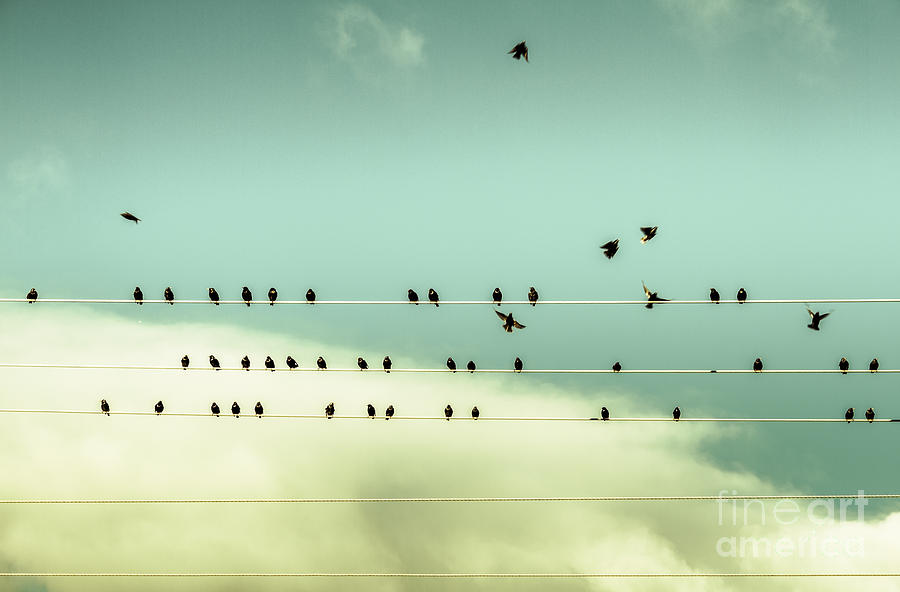 The chorus of birds Photograph by Jorgo Photography