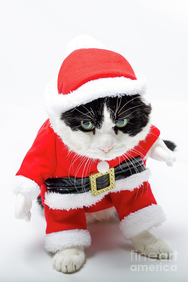the Christmas Cat Photograph by Benny Marty