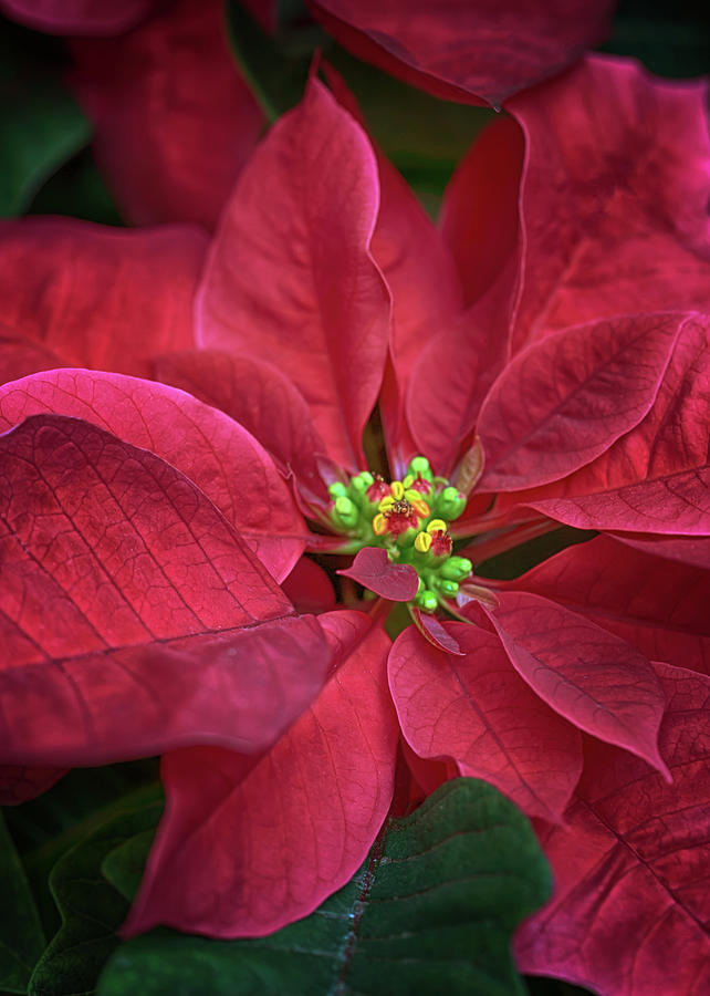 The Christmas Flower Photograph by Susan Rissi Tregoning - Fine Art America