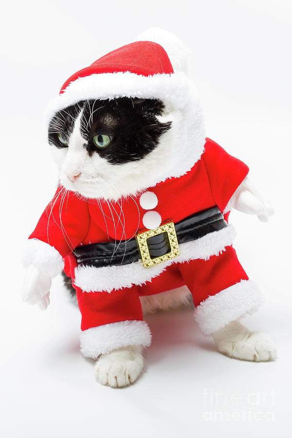 the Christmas kitten Photograph by Benny Marty