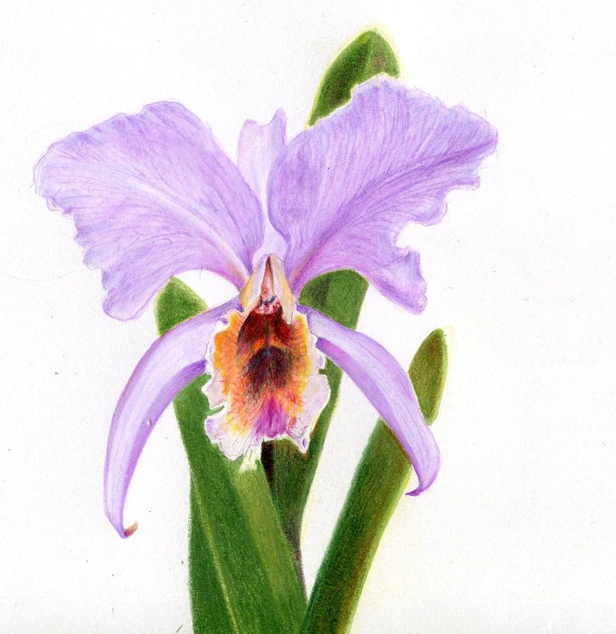 The Christmas Orchid by Penrith Goff The Christmas Orchid by Penrith Goff
