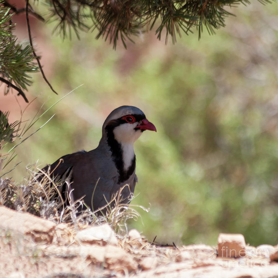 The Chukar Partridge Bird Photograph by Janice Pariza