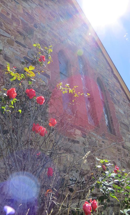 Flower Photograph - The Church Rose by Amanda S Leek