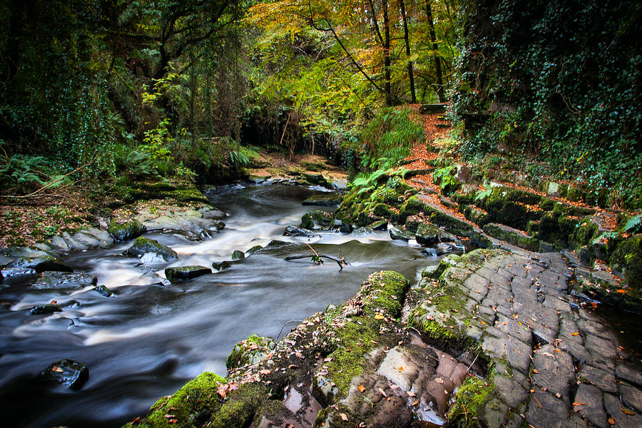 Tree Photograph - The Clare Glens by Mark Callanan