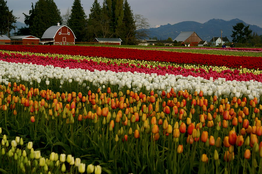 The Classic Tulip Farm Photograph by Sonja Anderson - Fine Art America