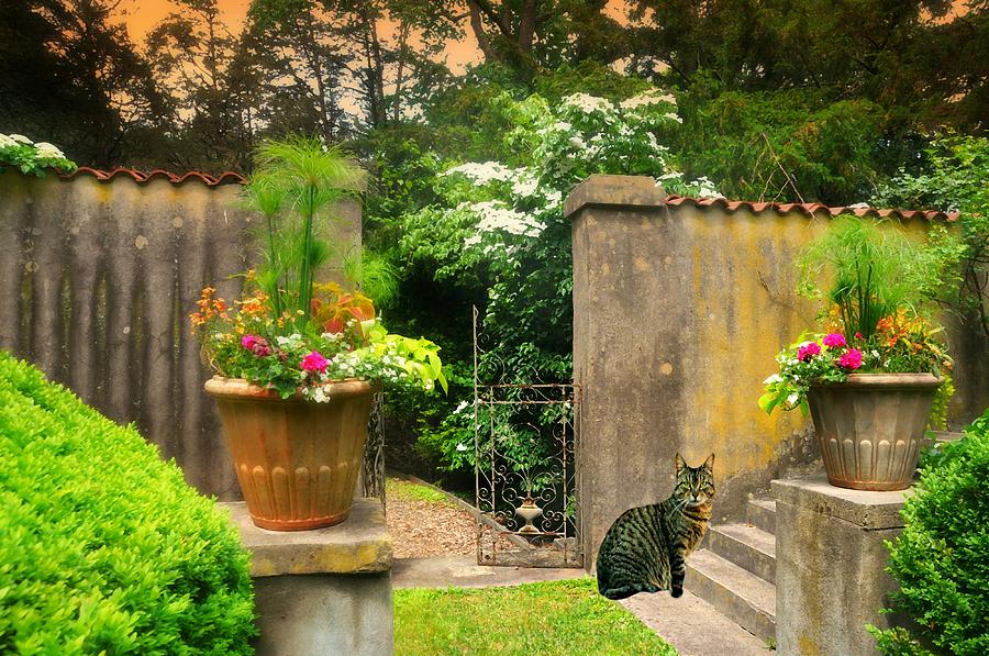 The Classical Cat Photograph by Diana Angstadt