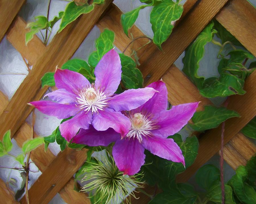 The Clematis Flowers Digital Art by Ernest Echols