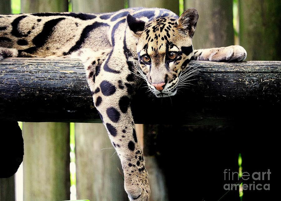 The Clouded Leopard Photograph by Diann Fisher