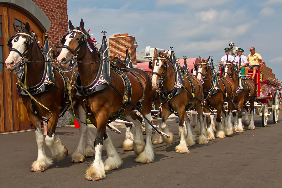 The Clydesdales in New Hope Photograph by Kevin Giannini