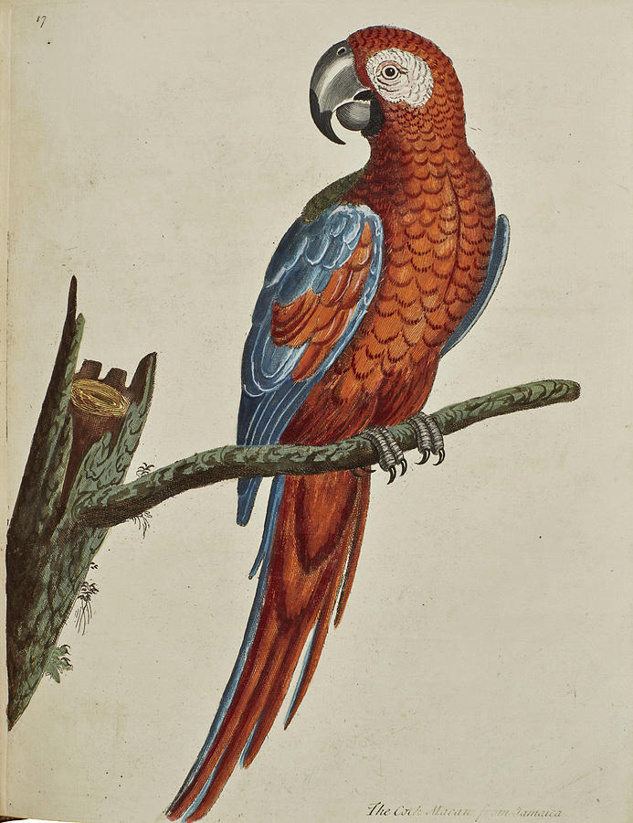 The Cock Macaw From Jamaica Drawing By Eleazar Albin